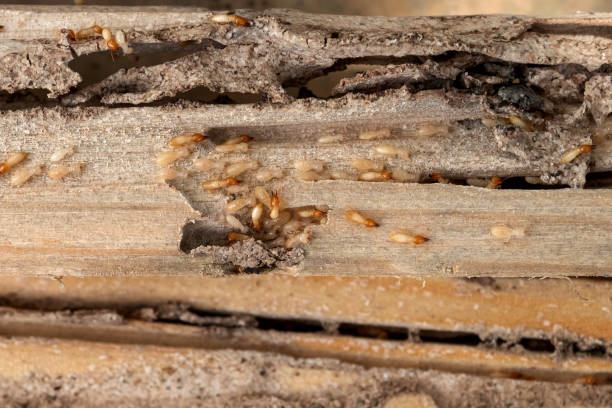Best Wildlife Control Services  in Lake Forest, CA