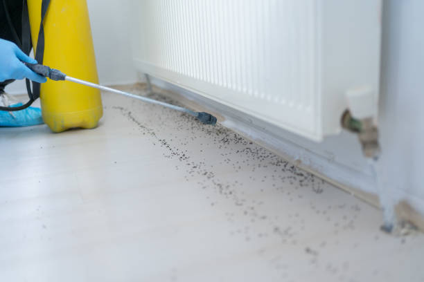 Best Mosquito Control Services  in Lake Forest, CA