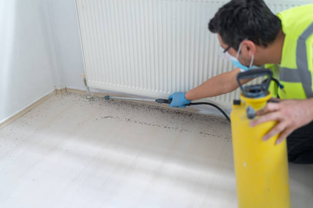 Best Termite Control Services  in Lake Forest, CA